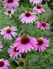 Natural Cellulitis Treatment, Echinacea 0001